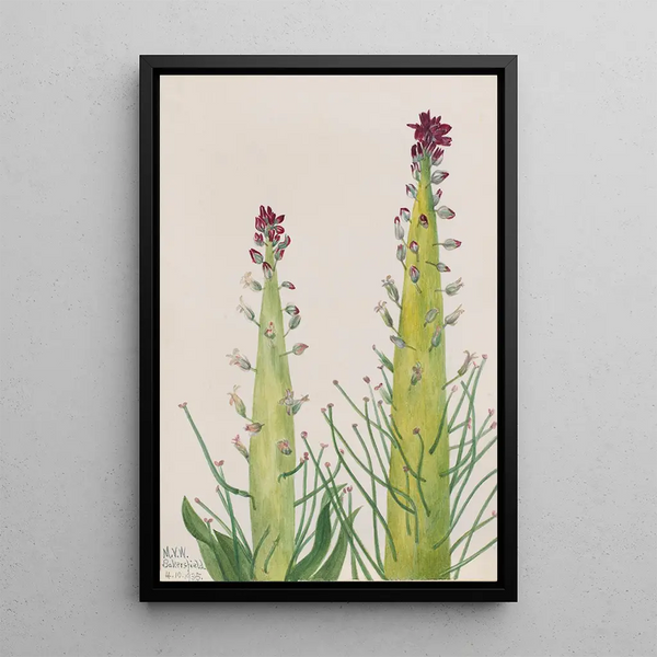 Desert Candle Caulanthus inflatus - Mary Vaux Walcott — framed artwork on a wall