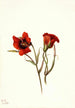Desert Mariposa Calochortus kennedyi - Mary Vaux Walcott — artwork view