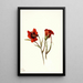 Desert Mariposa Calochortus kennedyi - Mary Vaux Walcott — framed artwork on a wall
