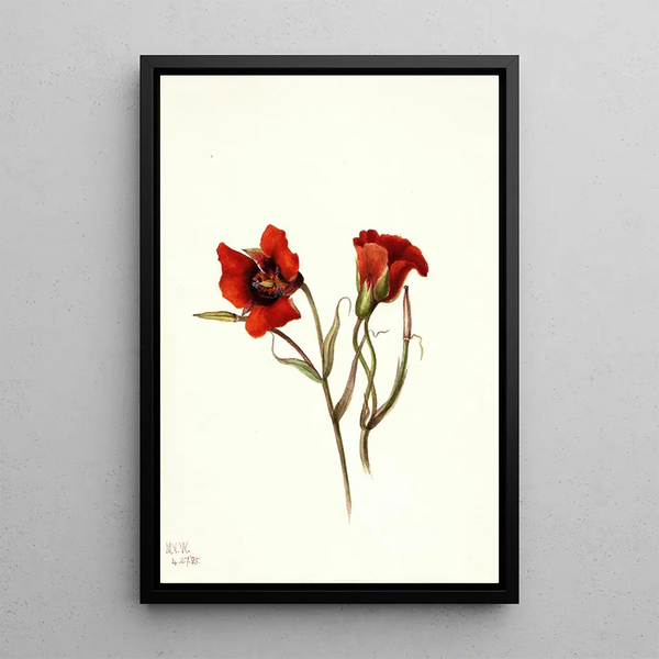 Desert Mariposa Calochortus kennedyi - Mary Vaux Walcott — framed artwork on a wall