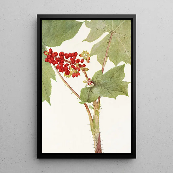 Devilsclub Echinopanax horridum - Mary Vaux Walcott — framed artwork on a wall