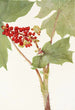 Devilsclub Echinopanax horridum - Mary Vaux Walcott — artwork view