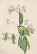 Dogbane Apocyum androsaemfolium - Mary Vaux Walcott — artwork view