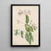 Dogbane Apocyum androsaemfolium - Mary Vaux Walcott — framed artwork on a wall