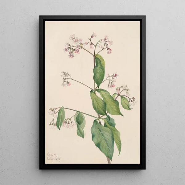 Dogbane Apocyum androsaemfolium - Mary Vaux Walcott — framed artwork on a wall