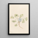 Double Bladderpod Physaria didymocarpa - Mary Vaux Walcott — framed artwork on a wall