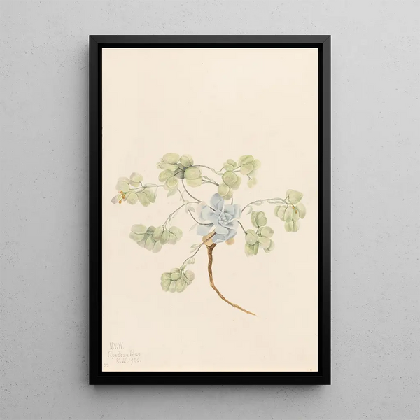 Double Bladderpod Physaria didymocarpa - Mary Vaux Walcott — framed artwork on a wall