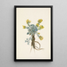 Fleur de Double Bladderpod Physaria didymocarpa - Mary Vaux Walcott — framed artwork on a wall