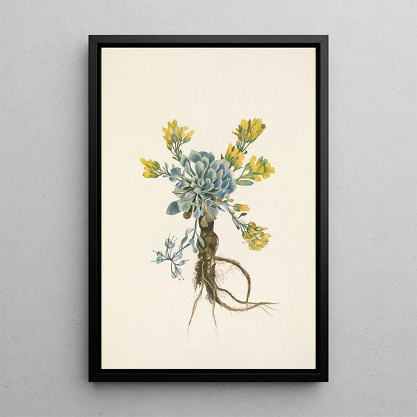 Fleur de Double Bladderpod Physaria didymocarpa - Mary Vaux Walcott — framed artwork on a wall