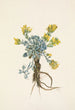 Fleur de Double Bladderpod Physaria didymocarpa - Mary Vaux Walcott — artwork view