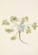 Fruit of Double Bladderpod Physaria didymocarpa - Mary Vaux Walcott — artwork view
