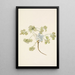 Fruit of Double Bladderpod Physaria didymocarpa - Mary Vaux Walcott — framed artwork on a wall