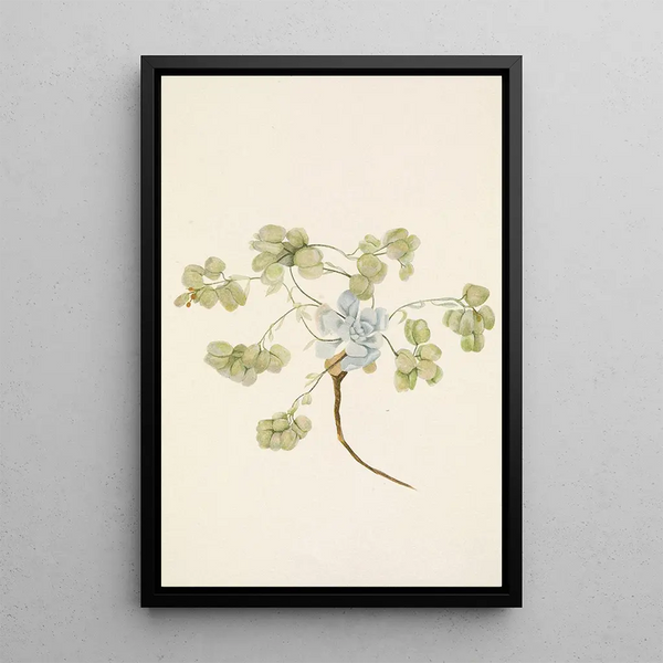 Fruit of Double Bladderpod Physaria didymocarpa - Mary Vaux Walcott — framed artwork on a wall