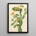 Honeysuckle of Douglas Lonicera glaucescens - Mary Vaux Walcott — framed artwork on a wall