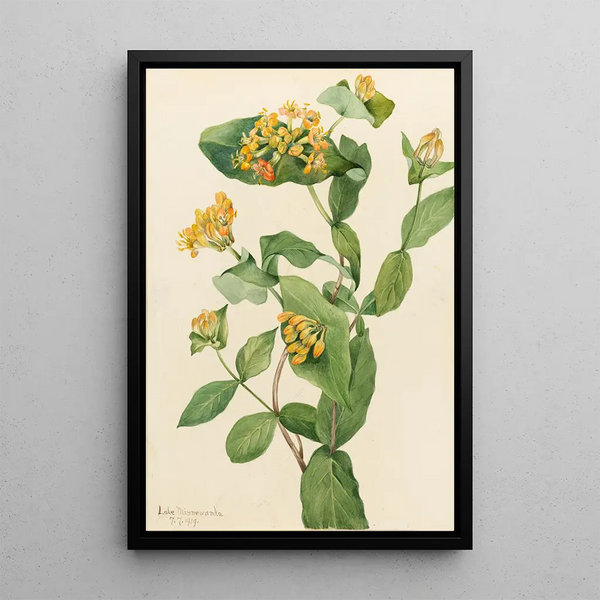 Honeysuckle of Douglas Lonicera glaucescens - Mary Vaux Walcott — framed artwork on a wall
