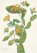 Douglas Lonicera glaucescens honeysuckle - Mary Vaux Walcott — artwork view