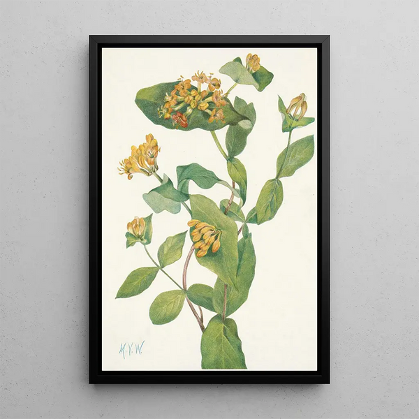 Douglas Lonicera glaucescens honeysuckle - Mary Vaux Walcott — framed artwork on a wall