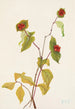 Fruit of Douglas Honeysuckle Painting Lonicera glaucescens - Mary Vaux Walcott — artwork view