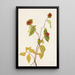 Fruit of Douglas Honeysuckle Painting Lonicera glaucescens - Mary Vaux Walcott — framed artwork on a wall
