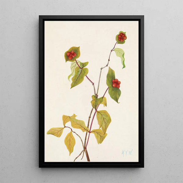 Fruit of Douglas Honeysuckle Painting Lonicera glaucescens - Mary Vaux Walcott — framed artwork on a wall