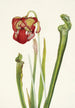 Sarracénie de Drummond Sarracenia drummondii - Mary Vaux Walcott — artwork view