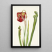 Sarracénie de Drummond Sarracenia drummondii - Mary Vaux Walcott — framed artwork on a wall