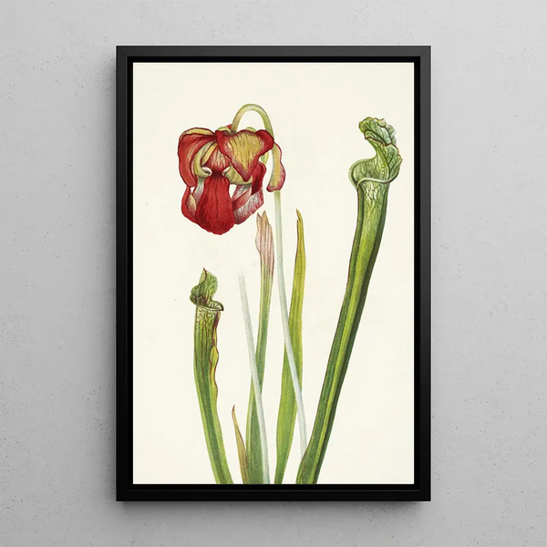 Sarracénie de Drummond Sarracenia drummondii - Mary Vaux Walcott — framed artwork on a wall