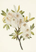 Willow of Drummond Salix drummondiana - Mary Vaux Walcott — artwork view