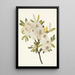 Willow of Drummond Salix drummondiana - Mary Vaux Walcott — framed artwork on a wall