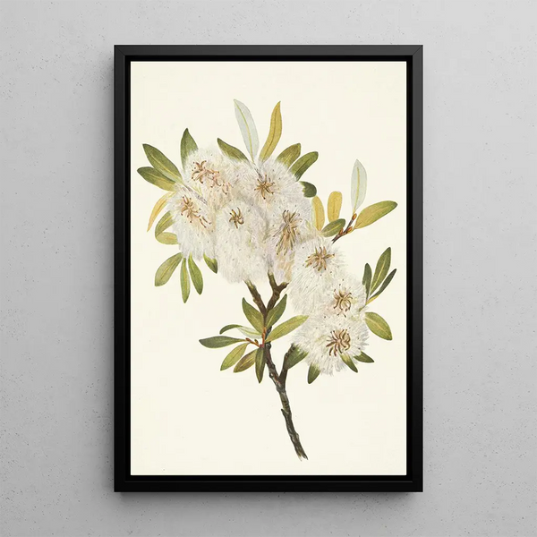 Willow of Drummond Salix drummondiana - Mary Vaux Walcott — framed artwork on a wall
