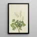 Dutch Panties Bikukulla cucullaria - Mary Vaux Walcott — framed artwork on a wall