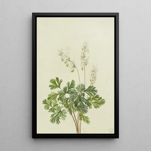 Dutch Panties Bikukulla cucullaria - Mary Vaux Walcott — framed artwork on a wall