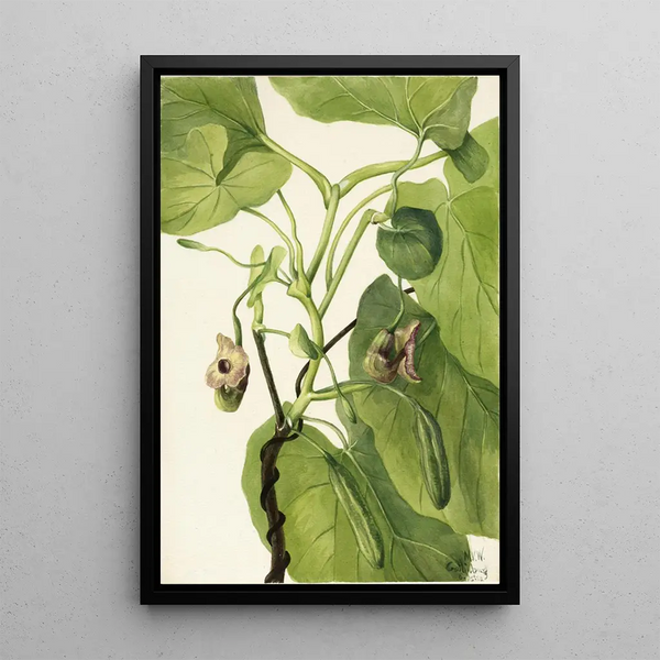 Dutch Pipe - Mary Vaux Walcott — framed artwork on a wall