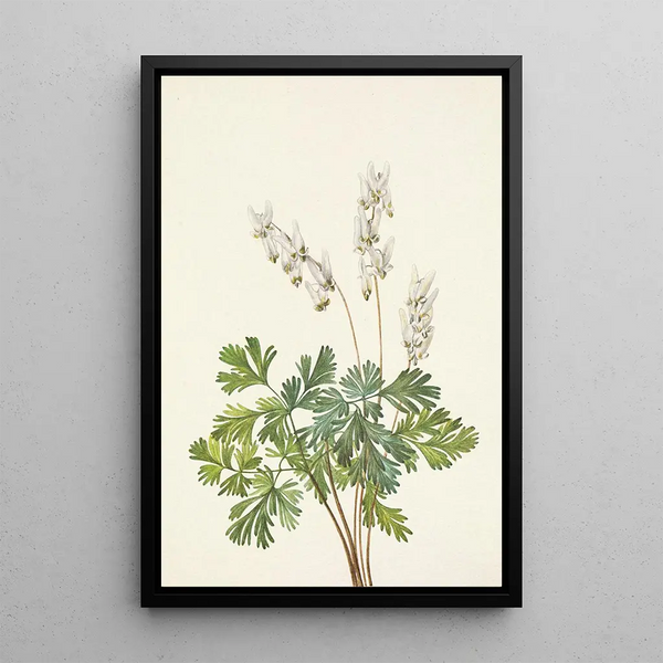 Culotte de Hollandais Bikukulla cucullaria - Mary Vaux Walcott — framed artwork on a wall