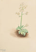 Saxifrage précoce Saxifraga virginiensis - Mary Vaux Walcott — artwork view