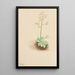 Saxifrage précoce Saxifraga virginiensis - Mary Vaux Walcott — framed artwork on a wall