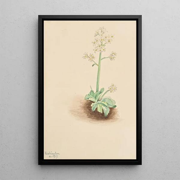 Saxifrage précoce Saxifraga virginiensis - Mary Vaux Walcott — framed artwork on a wall
