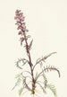 Tête d'éléphant Pedicularis groenlandica - Mary Vaux Walcott — artwork view
