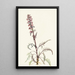 Tête d'éléphant Pedicularis groenlandica - Mary Vaux Walcott — framed artwork on a wall