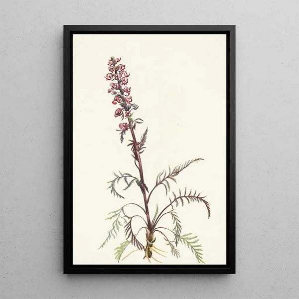 Tête d'éléphant Pedicularis groenlandica - Mary Vaux Walcott — framed artwork on a wall