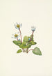 Elkslip Caltha leptosepala - Mary Vaux Walcott — artwork view