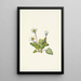 Elkslip Caltha leptosepala - Mary Vaux Walcott — framed artwork on a wall
