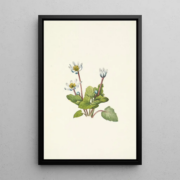 Elkslip Caltha leptosepala - Mary Vaux Walcott — framed artwork on a wall