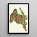 Engelmann Spruce Picea engelmanni - Mary Vaux Walcott — framed artwork on a wall