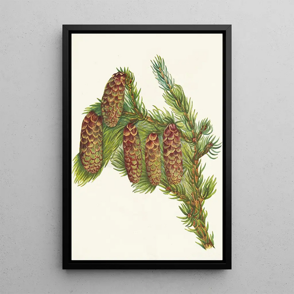 Engelmann Spruce Picea engelmanni - Mary Vaux Walcott — framed artwork on a wall