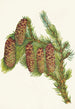 Engelmann Spruce Picea engelmanni - Mary Vaux Walcott — artwork view
