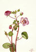Eremalche rotundifolia - Mary Vaux Walcott — artwork view
