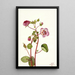 Eremalche rotundifolia - Mary Vaux Walcott — framed artwork on a wall