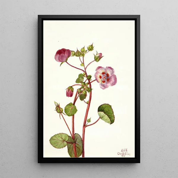 Eremalche rotundifolia - Mary Vaux Walcott — framed artwork on a wall
