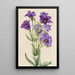 Eustoma russelianum - Mary Vaux Walcott — framed artwork on a wall
